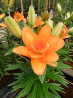 [5026 Tiny Double You No01.JPG]